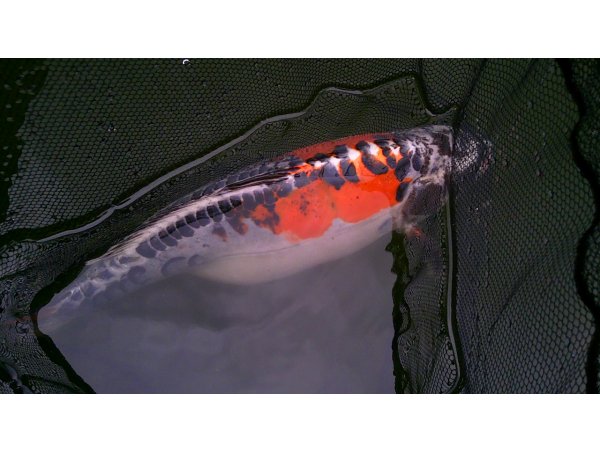 foto nr. 3 van deze Koi Overige , 