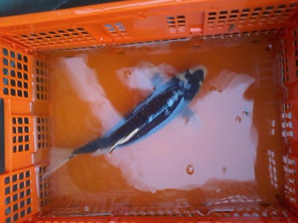 foto nr. 1 van deze Koi Hageshiro , 