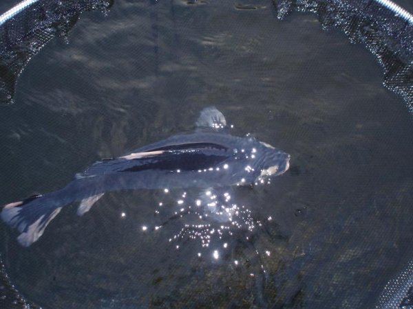 foto nr. 2 van deze Koi Hageshiro , 