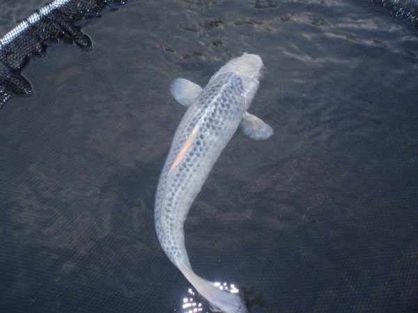 foto nr. 1 van deze Koi Sora Goi , 