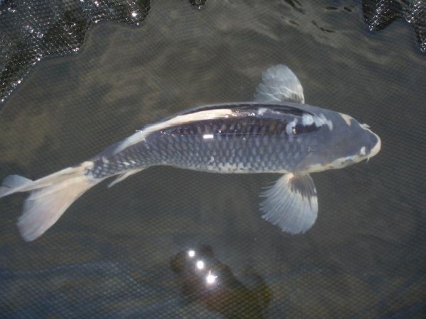 foto nr. 1 van deze Koi Overige , 