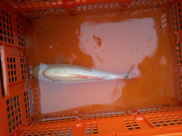 foto nr. 1 van deze Koi Overige , 