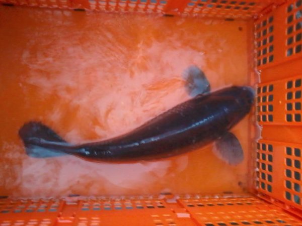 foto nr. 2 van deze Koi Overige , 