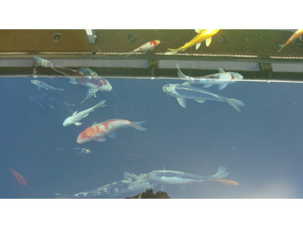 foto nr. 6 van deze Koi Overige , 