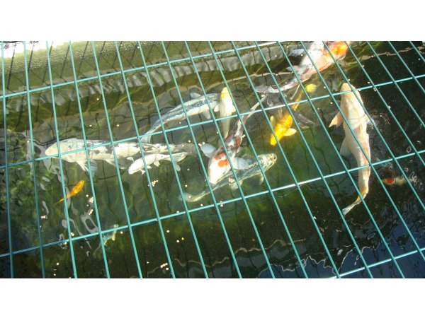 foto nr. 8 van deze Koi Overige , 