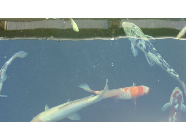 foto nr. 2 van deze Koi Overige , 