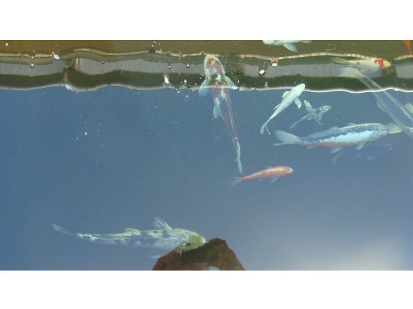 foto nr. 1 van deze Koi Overige , 