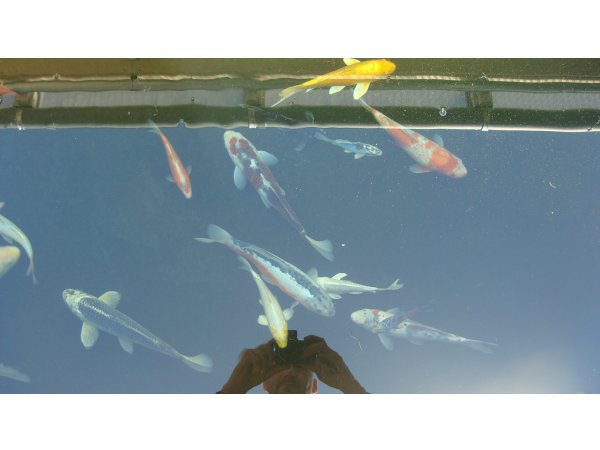 foto nr. 5 van deze Koi Overige , 