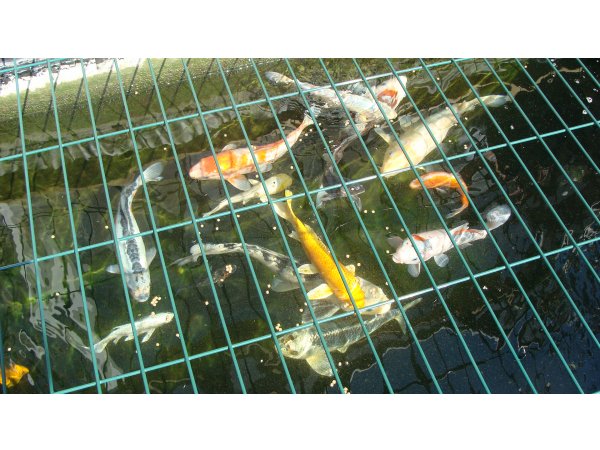 foto nr. 7 van deze Koi Overige , 