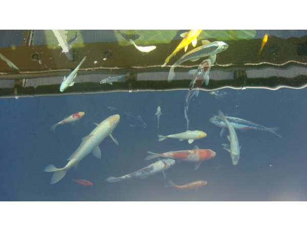 foto nr. 3 van deze Koi Overige , 