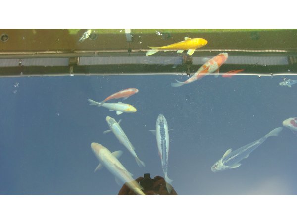 foto nr. 4 van deze Koi Overige , 