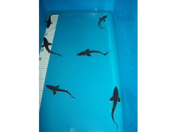 foto nr. 1 van deze Koi Overige , 