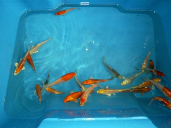 foto nr. 1 van deze Koi Overige , 