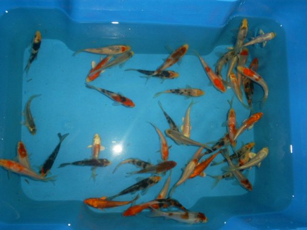 foto nr. 2 van deze Koi Overige , 