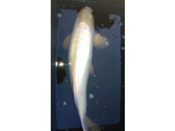 foto nr. 9 van deze Koi Overige , 