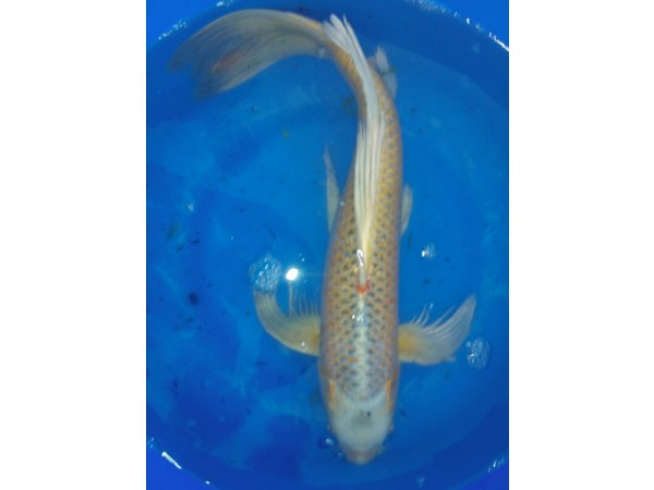 foto nr. 7 van deze Koi Overige , 