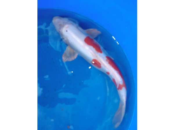 foto nr. 3 van deze Koi Overige , 