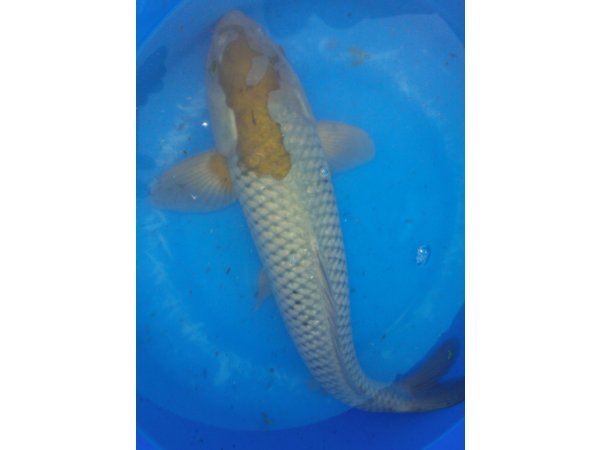 foto nr. 8 van deze Koi Overige , 