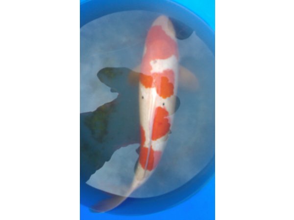 foto nr. 2 van deze Koi Overige , 