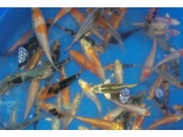 foto nr. 1 van deze Koi Overige , 