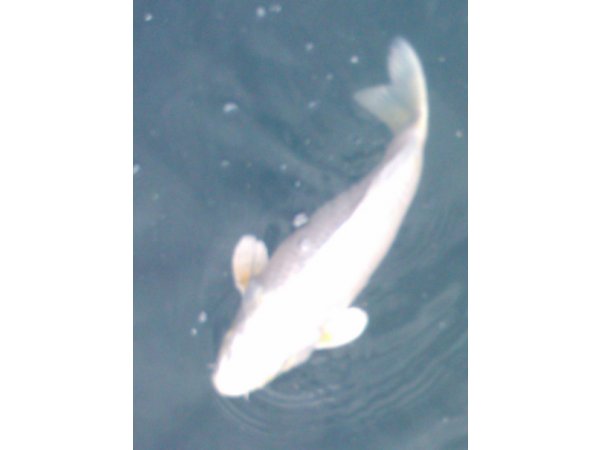 foto nr. 5 van deze Koi Overige , 