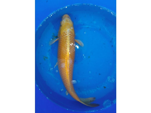 foto nr. 6 van deze Koi Overige , 