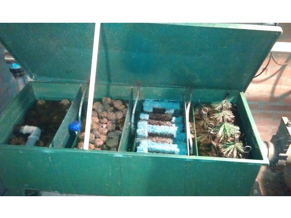 foto nr. 9 van deze Koi Overige , 