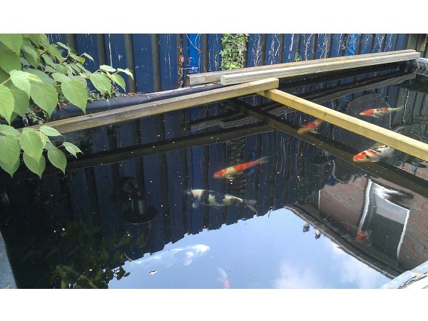 foto nr. 6 van deze Koi Overige , 