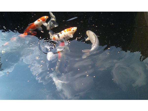 foto nr. 2 van deze Koi Overige , 