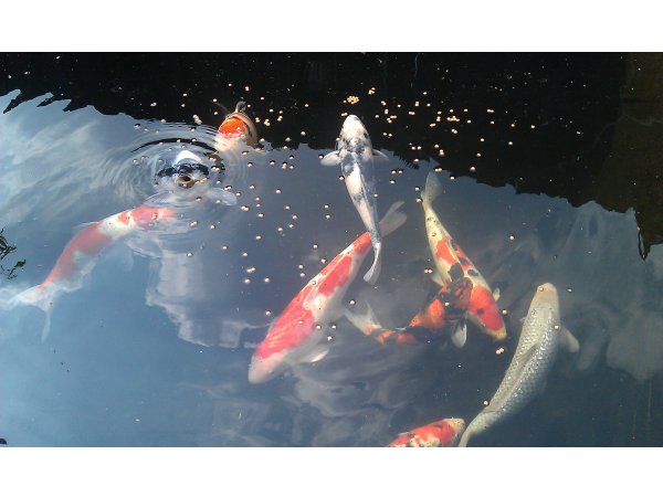 foto nr. 3 van deze Koi Overige , 