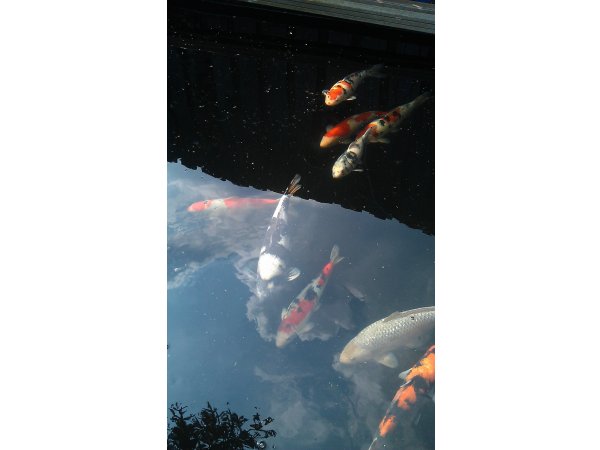 foto nr. 1 van deze Koi Overige , 