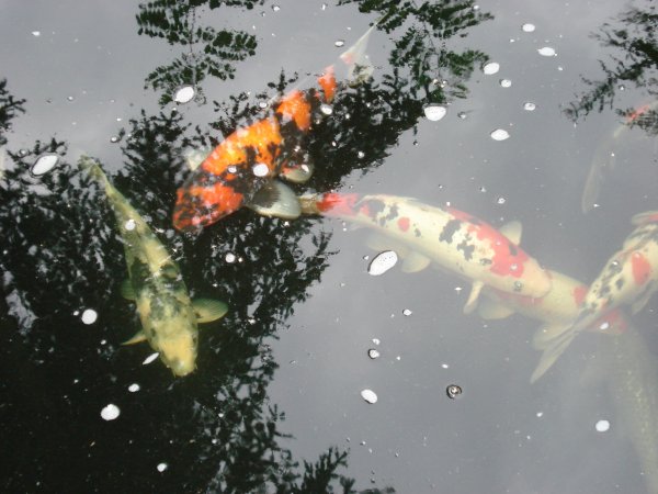 foto nr. 4 van deze Koi Overige , 