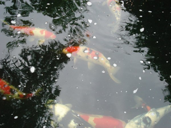 foto nr. 5 van deze Koi Overige , 