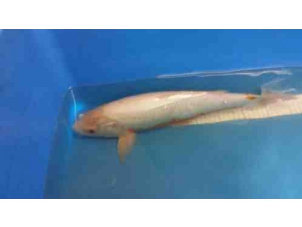 foto nr. 1 van deze Koi Overige , 