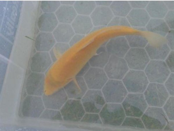 foto nr. 1 van deze Koi Overige , 