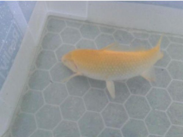 foto nr. 3 van deze Koi Overige , 