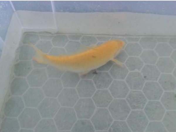 foto nr. 4 van deze Koi Overige , 