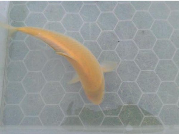 foto nr. 2 van deze Koi Overige , 