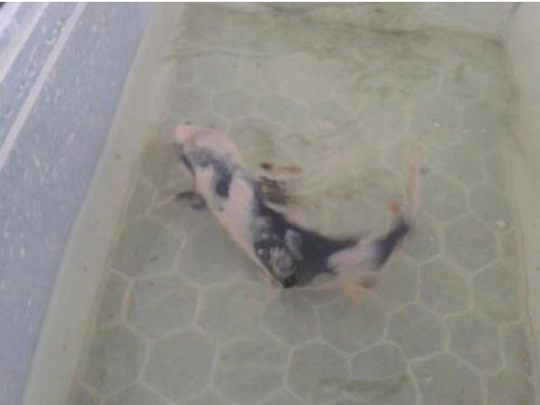 foto nr. 3 van deze Koi Overige , 