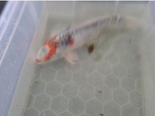 foto nr. 3 van deze Koi Overige , 