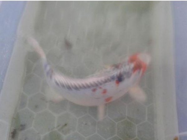 foto nr. 2 van deze Koi Overige , 