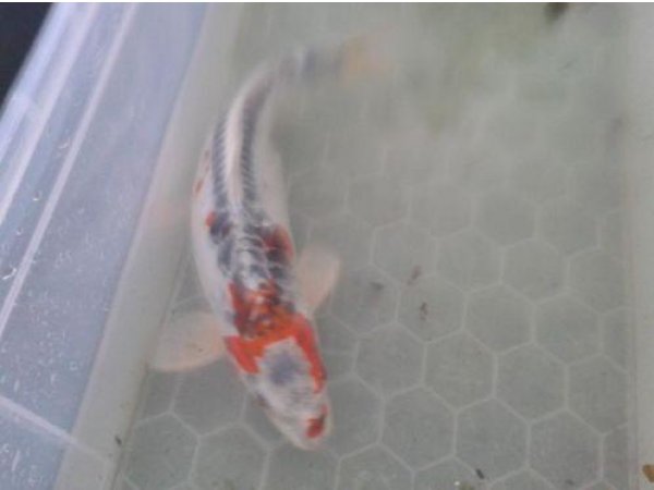 foto nr. 1 van deze Koi Overige , 