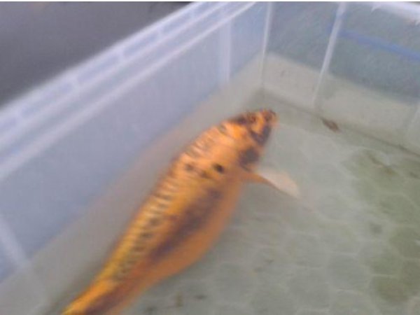 foto nr. 4 van deze Koi Overige , 