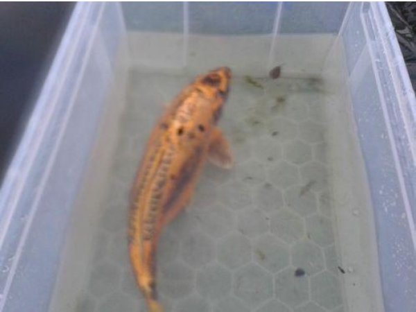 foto nr. 2 van deze Koi Overige , 