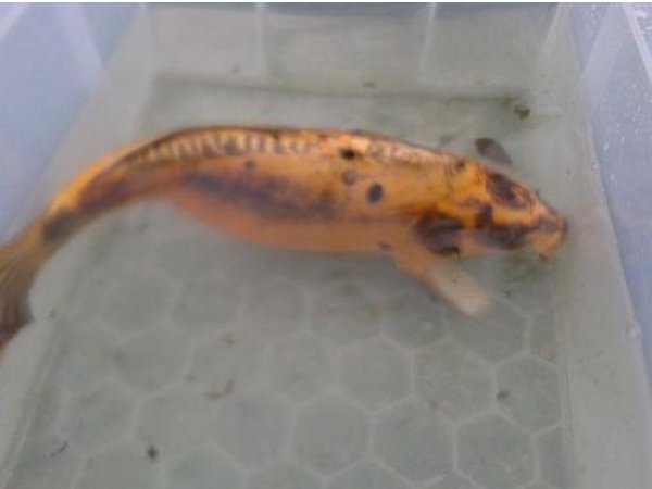 foto nr. 5 van deze Koi Overige , 