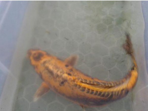 foto nr. 3 van deze Koi Overige , 