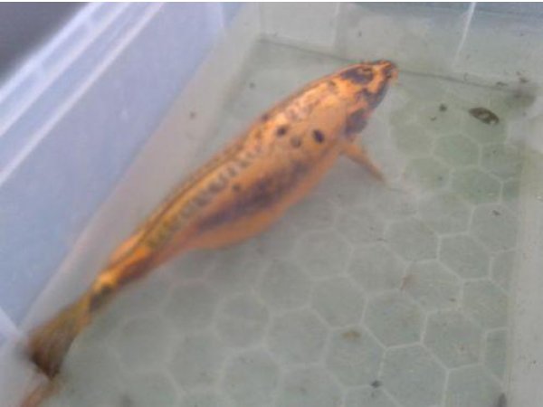 foto nr. 1 van deze Koi Overige , 