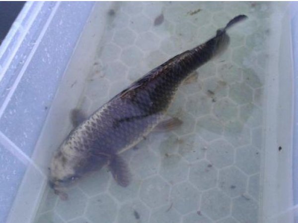 foto nr. 2 van deze Koi Overige , 