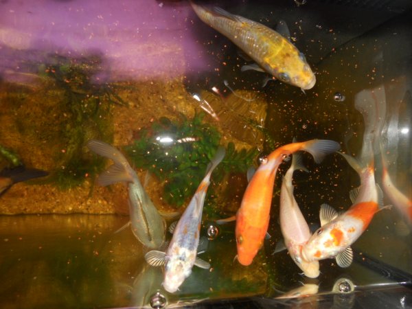 foto nr. 1 van deze Koi Ai-goromo , 