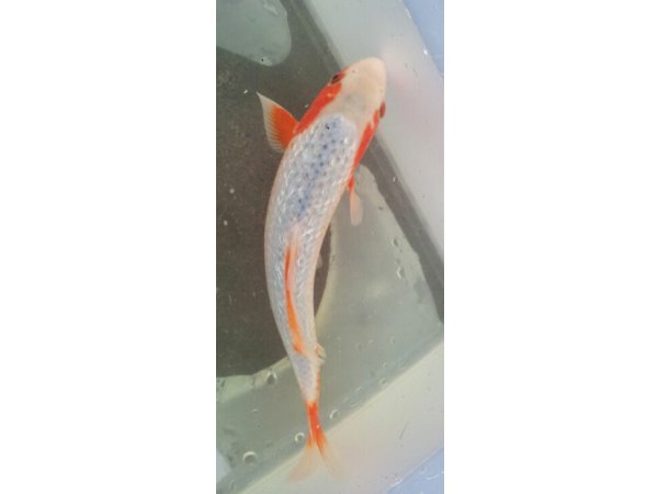 foto nr. 2 van deze Koi Asagi , 